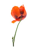 Fototapeta Maki - Close up of flower red poppy.  One flower red poppy isolated on white background.