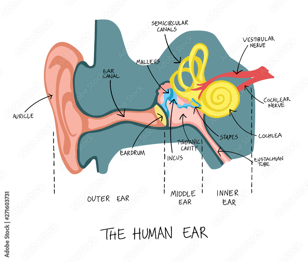Hand drawn illustration of human ear anatomy. Stock Vector | Adobe Stock