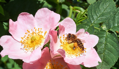 Wall Mural - bee collects nectar on the flowers of wild rose