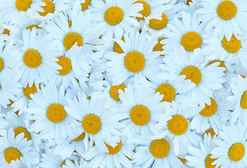 Wall Mural - many big white daisies background