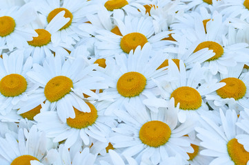 Wall Mural - many big white daisies background