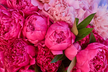 Wall Mural - many large bright flowers peony background