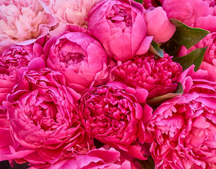 Wall Mural - many large bright flowers peony background