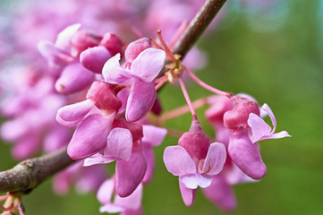 Wall Mural - spring bright pink flowers of trees