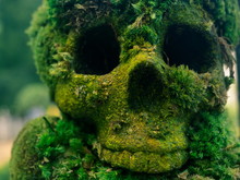 Fake Human Skull Covered With Moss And Grass