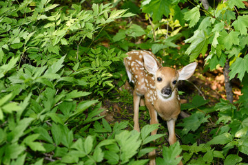 Wall Mural - day old wobbly fawn with spots hiding in woodland while mother is out foraging toronto