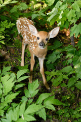 Wall Mural - day old skinny wobbly fawn with spots hiding alone in forest while mother is out foraging toronto