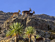 A herd of very rare walia ibex, Capra walie in high in the mountains of Simien mountains national park, Ethiopia.
