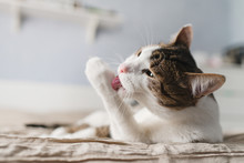 Striped Adult Cat Lies On The Bed And Licks The Paws. A Beautiful  Cat With Yellow Eyes Licking The Foot For Cleaning.