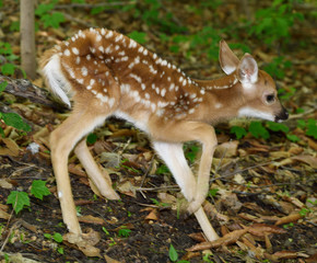 Wall Mural - day old white tailed deer fawn with spots and unsteady legs wobbling away in a forest toronto