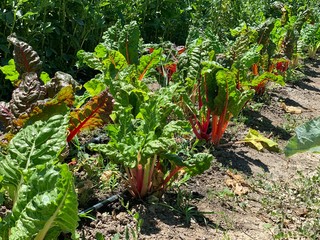 row of healthy Chard growing in the garden