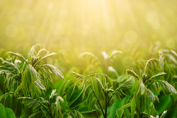 Wall Mural - Blurred spring background. The leaves of the bush on a blurred background under the sun highlights. Spring and summer nature and design. Soft light and sunshine.