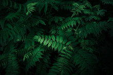Fresh Natural Leaves Pattern. Beautiful Tropical Background Made With Young Green Fern Leaves. Dark And Moody Feel. Selective Focus. Negative Space. Concept For Design. Flat Lay, Low-key Lighting.