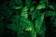 Fresh Natural Leaves Pattern. Beautiful Tropical Background Made With Young Green Fern Leaves. Dark And Moody Feel. Selective Focus. Negative Space. Concept For Design. Flat Lay, Low-key Lighting.
