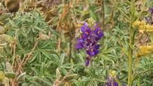 Extreme Close-up Still Shot Of Tarwi Leguminous Food Crop Plant With Seed Pods And Blooming Purple- Blue Flowers, Andes, Peru