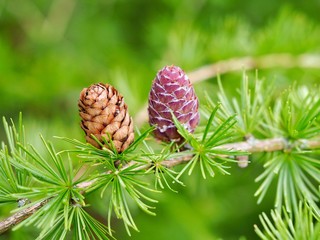 Canvas Print - pine cone on a branch