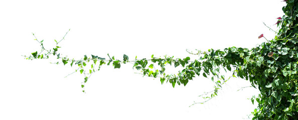 Wall Mural - ivy plant isolate on white background