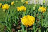 Fototapeta Tulipany - beautiful bright yellow spring tulips closeup