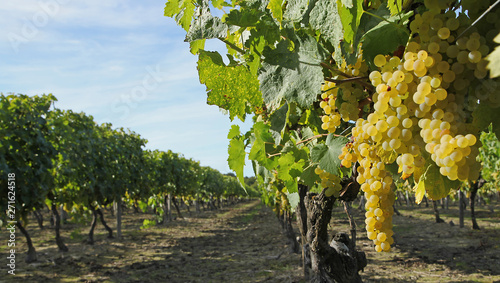 Dekoracja na wymiar  winnica-bialych-winogron