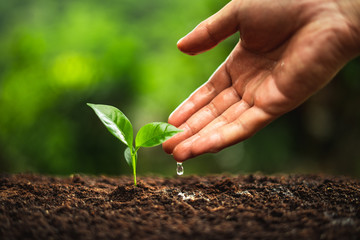 Poster - Young Plant Coffee tree rainy season