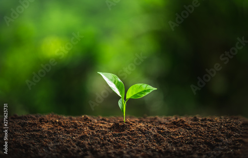 Cuadros en Lienzo Young Plant Coffee tree rainy season