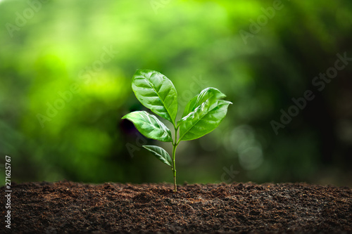 Fotomural Young Plant Coffee tree rainy season