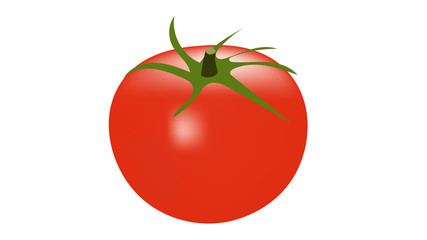 Wall Mural - Ripe tomato isolated on white vector illustration