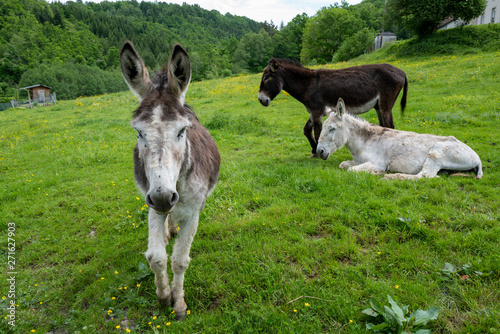 Photographie trois ânes dans un pré
