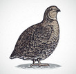 Graphical image of quail in engraving style, in color.