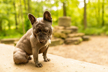 Wall Mural - French Bulldog