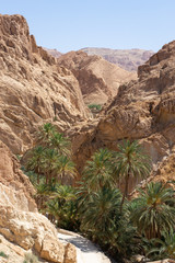 Oasis de Chebika, Tozeur, Tunisie