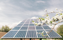 Spring Flower Of A Tree On The Background Of Solar Panels In The Garden. Solar Energy System With Photovoltaic Solar Cell Panels.Solar Panels Beside The Garden Hedge Facing The Sun. Green Electricity