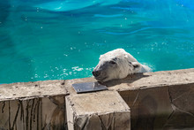 Beautiful Polar Bear In The Zoo, In The Blue Pool, In A Spacious Enclosure. A Large Mammal With Fluffy Fur And Large Paws. Life In Captivity, Good Content, Cool Water.