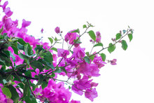Bougainvillea Over The Fence Free Stock Photo - Public Domain Pictures