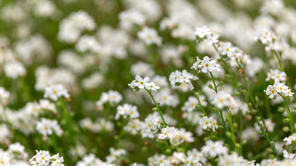 Wall Mural - white Myosotis alpestris Forget-Me-Not Flowers In Spring garden.