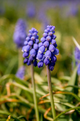 Muscari botryoides commonly known as grape hyacinth, purple flower with bee and green grass