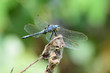 Close-up of blue dragonfly Orthetrum brunneum on dry leaf