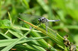 Macro of resting blue dragonfly Orthetrum cancellatum