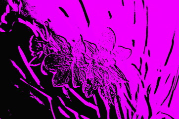 Poster - Abstract background in two colors-purple and black.