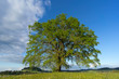 © Uwe - huge single oak tree on a spring meadow in the Allgau alps Bavaria,