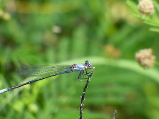 damselfly