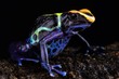 “Robertus” dart frog (Dendrobates tinctorius 