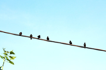 Wall Mural - A flock of black birds on a wire