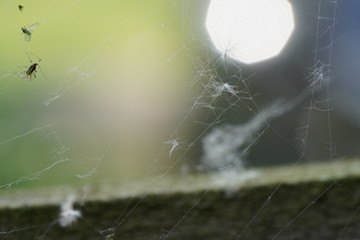 real live spider net with catched insects