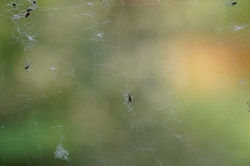 real live spider net with catched insects