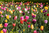 Fototapeta Tulipany - Tulipanes