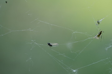 spyder web, and catched insects