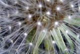 Fototapeta Dmuchawce - Dandelion as a detail photographed in high resolution and sharp 