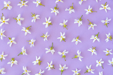 Wall Mural - Floral pattern made of spring white flowers on pastel lilac background. Flat lay. Top view