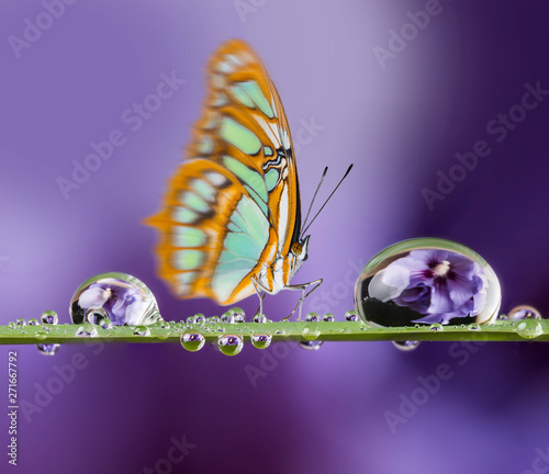 flower and dew drops and butterfly